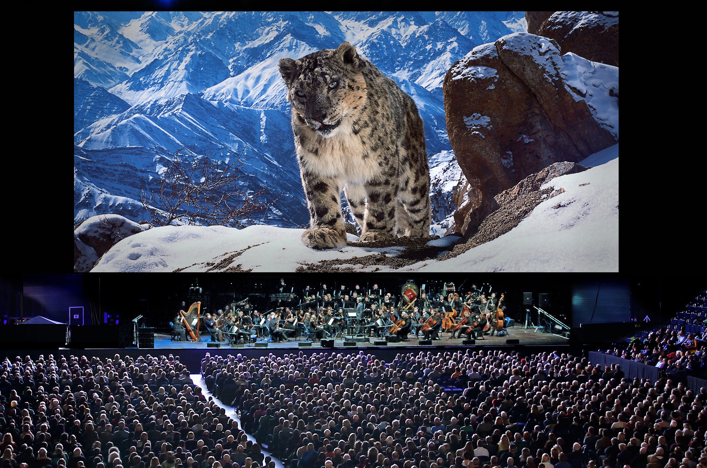planet_earth_ii_live_in_concert_-_snowleopard